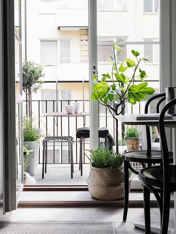 Leuk Olijfboompje op klein balkon